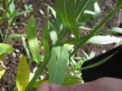 Baby monarch caterpillar