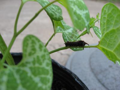 Pipevine caterpillar on pipe weed