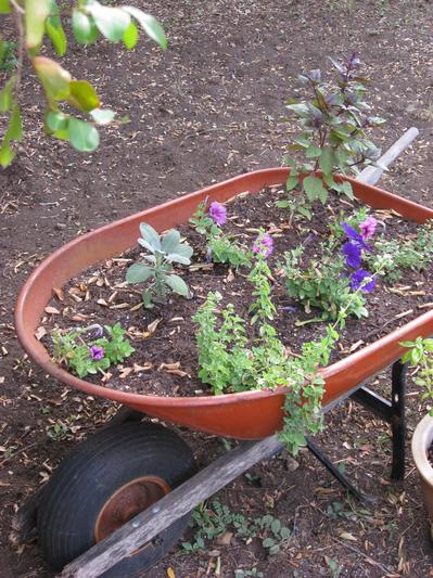 Wheelbarrow of herbs and flowers