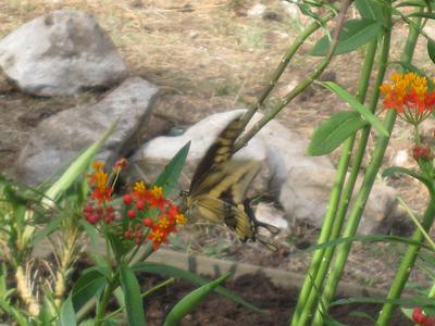 Eastern Tiger Swallowtail