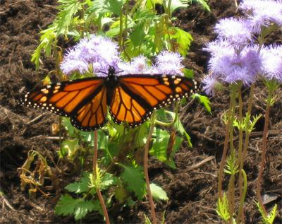 Monarch 10-22-08 a.jpg