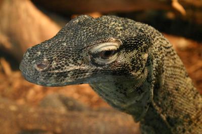 Komodo dragon