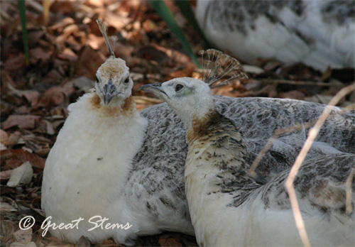 peahens03-11-11.jpg